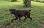 North Iowa Puppies LLC