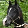 Northstar Stables