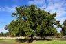 Oak Tree View