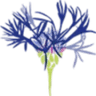 OBS De Korenbloem