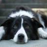 Dog Warden