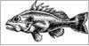 Oceana Traders - Seafood Merchants
