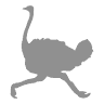 The Yard With Ostriches