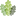 O'Green Oak