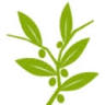 Olive Tree Media