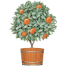 Orange Tree Imports