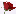 Květinářství Orchidea