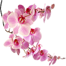 Orchid House