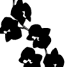 Orkideen Blomster og Livsstil