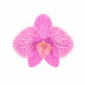Orquidário Feiticeira