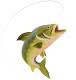 Orvis Shop