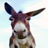 Donkey trail
