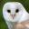 Suffolk Owl Sanctuary