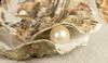 Oysters and Pearls