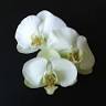 Pac 8 Orchids