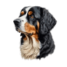 Pajumäe kennel
