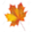 Palmer Lane Maple