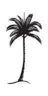 Palm Noosa