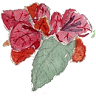 Le Paradisier
