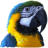 Parrot Essentials - Online Pet Store