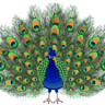 Pavão Curioso - Unipessoal Lda