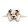 Pawsatively Sweet