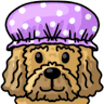 Paws Day Spa