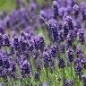 Peace Valley Lavender Farm