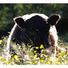 Peak Pasture Farms
