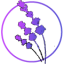 Prince Edward County Lavender