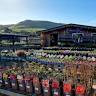 Pendre Garden Centre & Cafe Rosa
