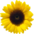 Pension Sonnenblume