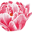 Peonies Naturkosmetik