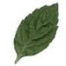 Peppermint Thai Cuisine