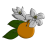 Pernambucco