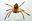 Marriott Termite and Pest Control
