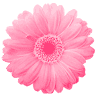 Petals Florist