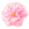 Petronila - a floral studio