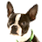 Pet Vet Market