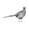 The Pheasant