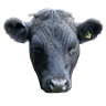 Pinchin's Farm Shop