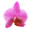 Pink Orchid Fashion Inc