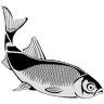 Planète Pêche & C.O