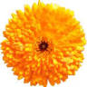 Plantaconsult