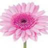 Plantenbeurs De Wilg