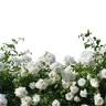 LANTANA Biograd