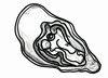 Porthilly Shellfish