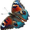 ATL Network