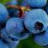 Pray Blueberry Farm