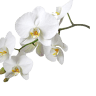Pringle Petals